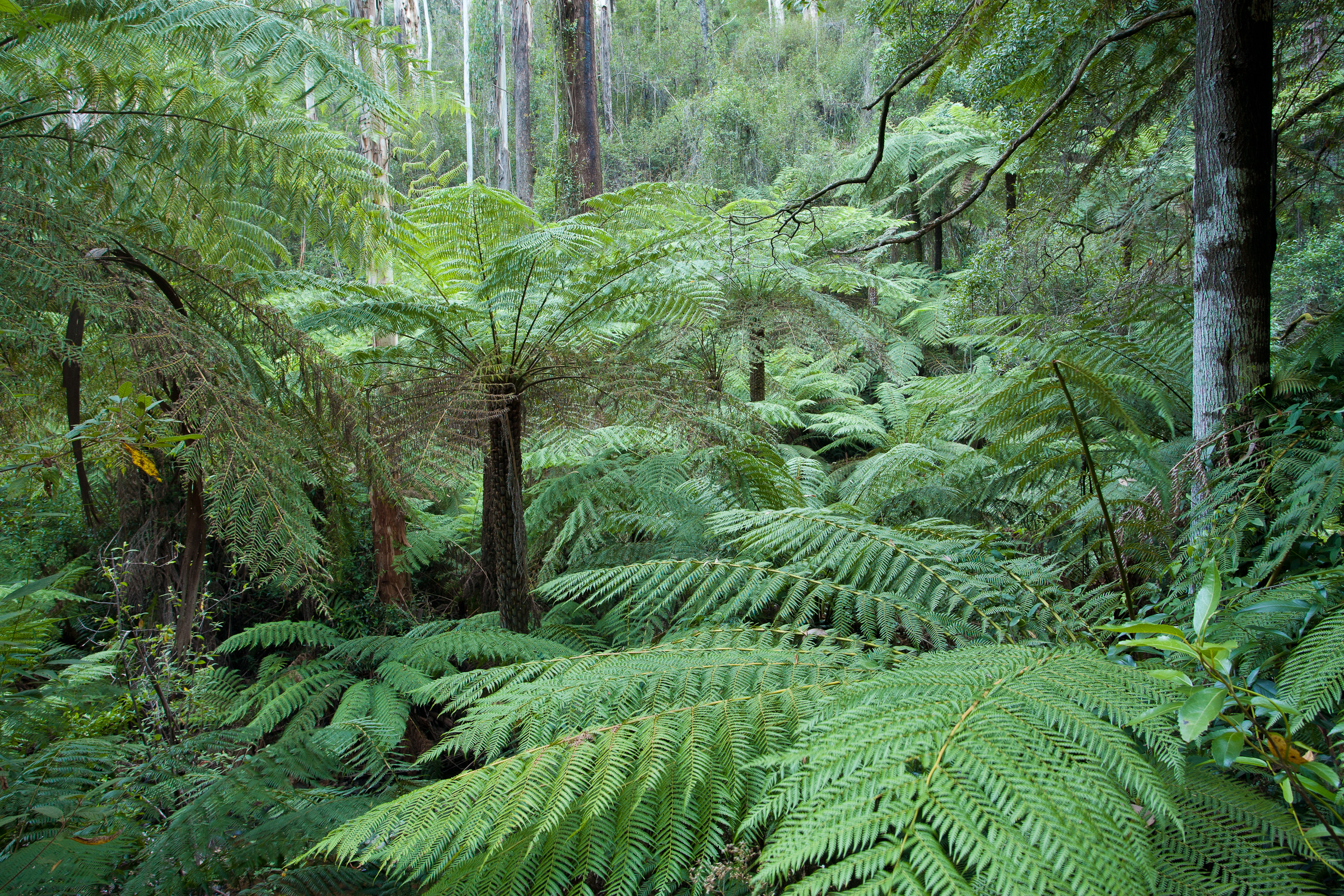 Rainforest Photography - Nick Rains | Imaging