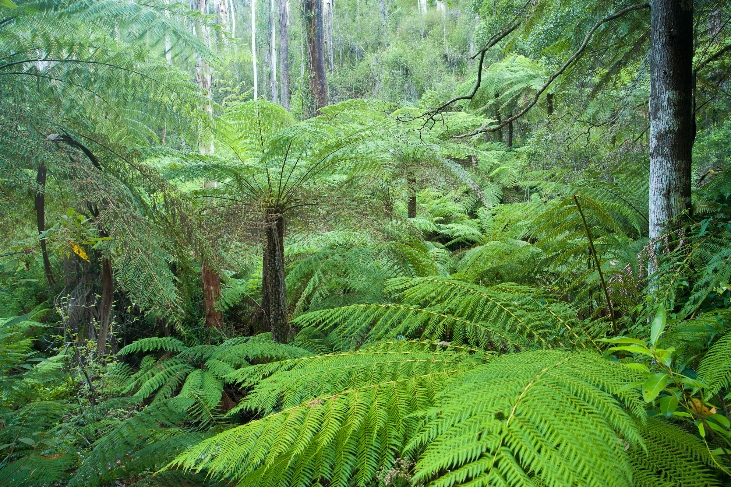 Rainforest Photography - Nick Rains | Imaging